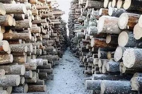 我国木材进口持续增加三大问题不容忽视