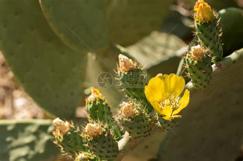 刺梨花图片