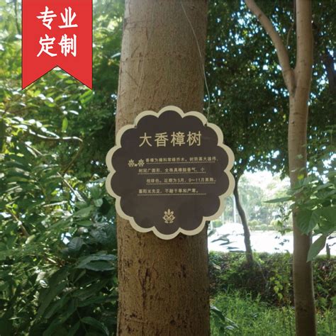 中国树木名称图片大全,树木百科图片及名称,树的名字及图片(第3页)_大山谷图库
