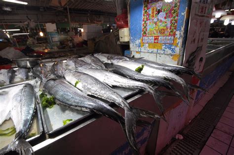 罕见！青岛现超大鲅鱼280多斤重 两米多长，需用卡车运