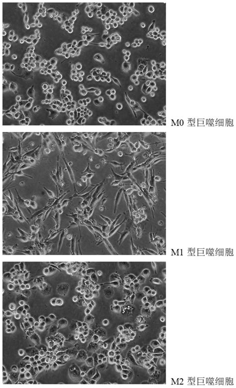 M1型和M2型巨噬细胞Marker-靶点科技（北京）有限公司