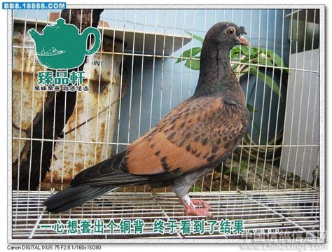 中国常见的观赏鸽品种 图片及简介