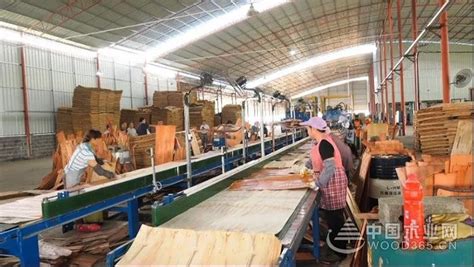 广西来宾市兴宾区区委书记调研木材加工产业发展情况-中国木业网