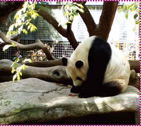 保护大熊猫的栖息地和食物来源_挂云帆