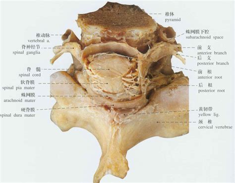 人体脊髓的被膜示意图-人体解剖图,_医学图库