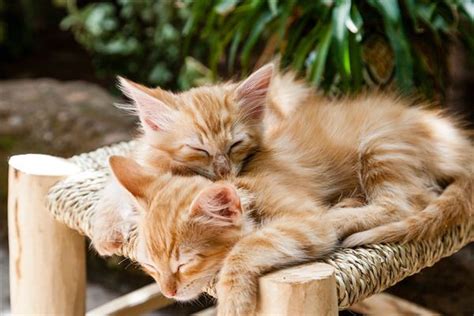 网友：别人家的猫睡觉紧紧抱着主人，为啥我们家的猫画风是这画风
