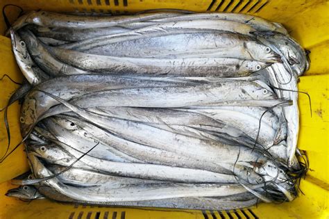 菜市场鲜黑头鱼55元一斤 冰大虾110元一盒4斤 淡水鱼有鲜活的|黑头鱼|淡水鱼|海鲜_新浪新闻