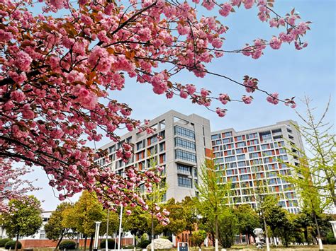 绵阳最美的校园——樱花盛开的地方——西南科技大学-绵阳论坛-麻辣社区