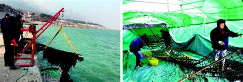 春节将至山东青岛水产市场海鲜价格涨势猛 - 海洋财富网