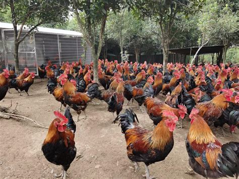 乡村农民养殖家禽喂鸡高清图片下载-正版图片501652082-摄图网