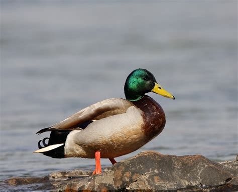 保安湖科普小课堂：鸟类科普之绿头鸭