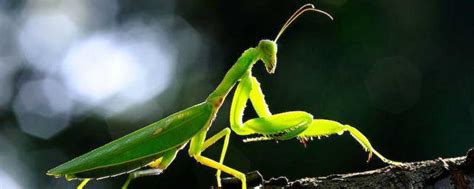 螳螂吃什么食物：蚜虫苍蝇等各种昆虫 - 百科全书 - 懂了笔记