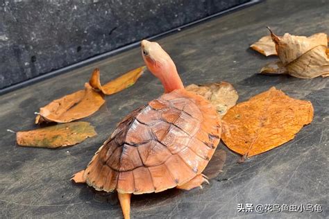 国内不能养陆龟吗(为什么中国禁止养陆龟)-参考网