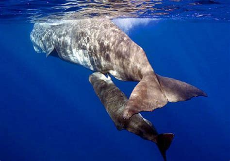 鲸鱼到底有多大，10个与鲸鱼擦肩而过的画面，之后一个直接吃席。