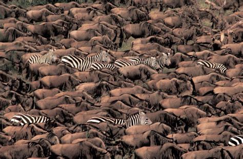 去非洲看动物大迁徙：一年仅有一次的“天国之渡”正在肯尼亚上演