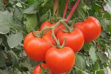 西红柿提质增产叶面肥哪种好？种植西红柿怎么管理结果多品质好 - 知乎