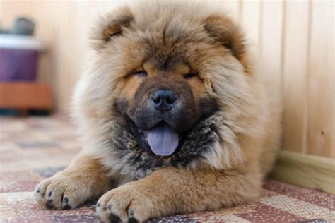 7 Ways to Know if Your Chow Chow Bonded to You - SonderLives