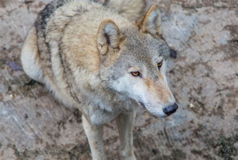 世界上最大的狼王：基奈半岛狼(世界上最大的狼种之一)_奇趣解密网