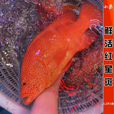 草莓鱼图片
