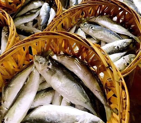 单冻小眼巴浪鱼（棍子鱼，蓝圆鰺，黄占，小眼池鱼） 北海-食品商务网