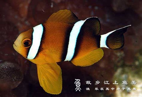 小丑鱼“尼莫”竟是雌雄同体？关于小丑鱼，你需要知道的那些事_海葵_条纹_白色