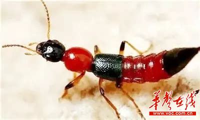世界上最毒的十种昆虫，杀人蜂排第一名_巴拉排行榜