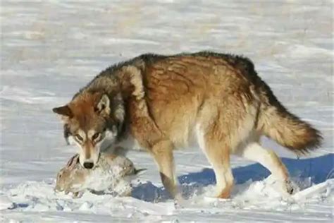 狼的战斗力十大排名：灰狼上榜，极地狼夺冠(2)_巴拉排行榜