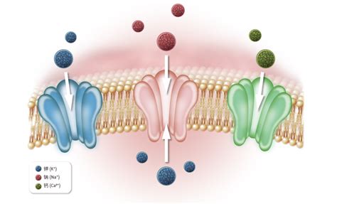 科学网—PNAS：一个定位于内质网的细胞色素b5蛋白作用于盐胁迫下的钾离子转运 - 郝兆东的博文