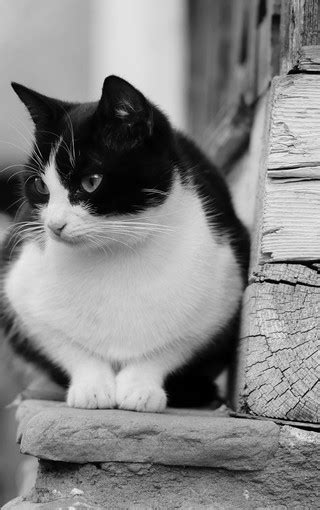 一只黑白小猫的肖像。高清摄影大图-千库网