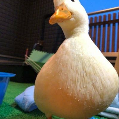非主流头像鸭子图片