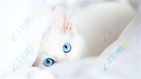 可爱白色小猫jpg图片免费下载_编号1mmh793x1_图精灵