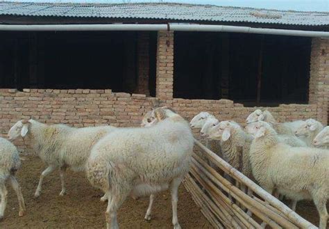 养10只母羊，需要修建多大的圈舍？