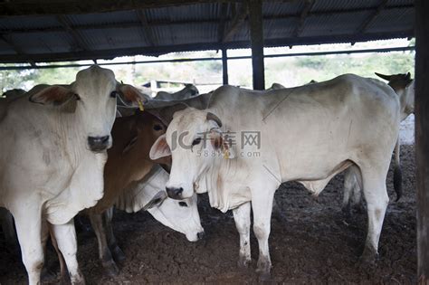 [中国日报]一头牛拍出66万！第四届全国种公牛拍卖会在内蒙古乌拉盖圆满落槌