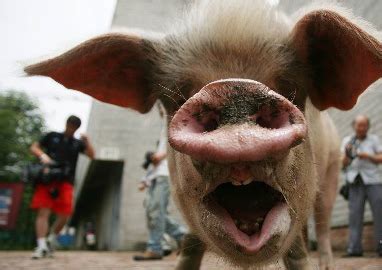 猪只食欲不佳怎么办，这三点教你如何增加猪只的食欲！_政策行情_畜牧专家网