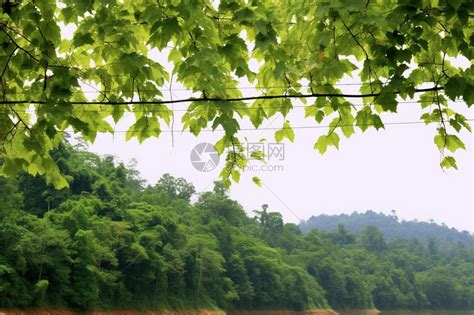 生机勃勃的森林竹海景观高清图片下载-正版图片600652754-摄图网