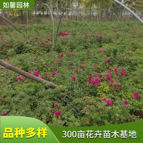 万象花木供应丛生朴树苗 枝叶浓密茂盛 公园道路景观树基地_种植厂家_产地报价单_沭阳万象花木种植专业合作社