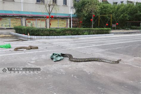 天回暖东兴草丛现蟒蛇-广西高清图片-中国天气网