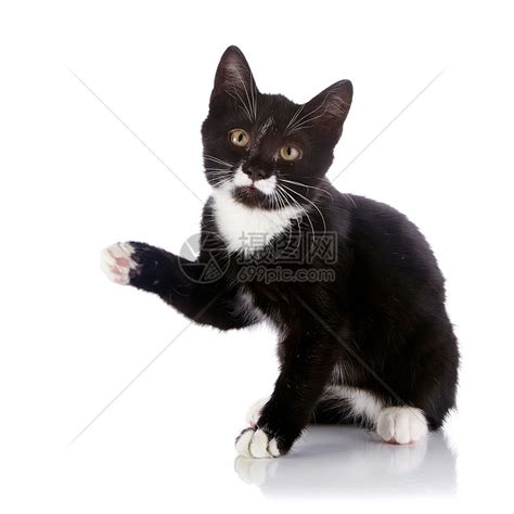 小的黑白小猫可爱的宠物高清图片下载-正版图片503671195-摄图网