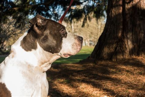 玩小狗打架犬类斗争动物垃圾跑步斗牛犬摔角高清图片下载-正版图片321052515-摄图网