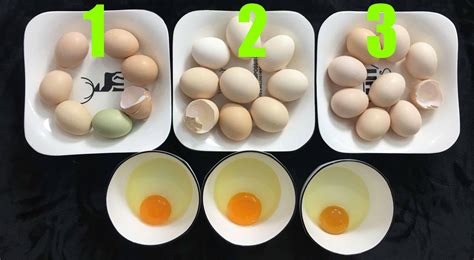 怎样识别土鸡蛋 鉴别土鸡蛋最快方法_华夏智能网