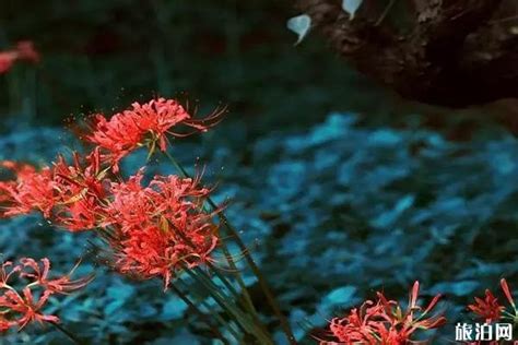 彼岸花的花语是什么，在不同国家有着不同的花语 - 蓝妖花园