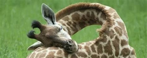 长颈鹿是一种什么样的动物类型 它有哪些特别的地方_探秘志