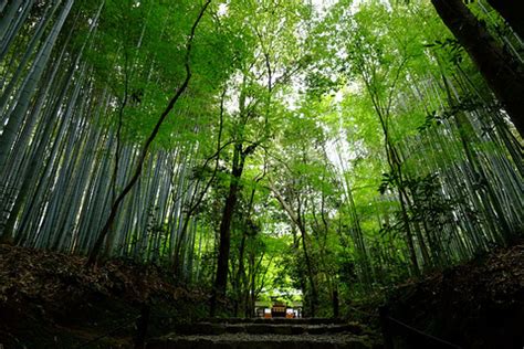 贵州省赤水有一个美丽的地方：赤水竹海国家森林公园|赤水竹海国家森林公园|赤水|野竹坪_新浪新闻
