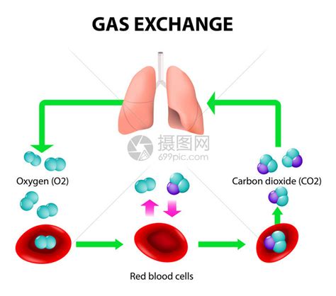 人体中的气体交换红细胞的路径氧气运输循环氧气和二氧化碳都通过血液在身体周围运输插画图片下载-正版图片402260767-摄图网