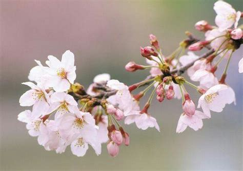 樱花花语的象征寓意（探索樱花的美丽与深意）_花植网