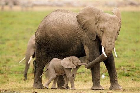 南非一小象陷入水坑 母象伸象鼻营救_新闻频道_中国青年网