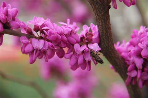 粉红色的树花春天盛开高清图片下载-正版图片300136147-摄图网