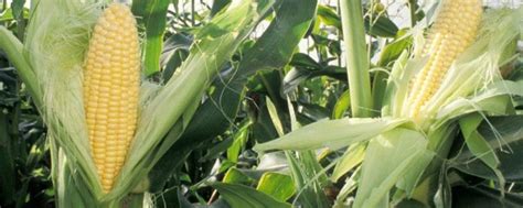 富民978玉米种子介绍，适宜播种期4月下旬至5月上旬 - 新三农
