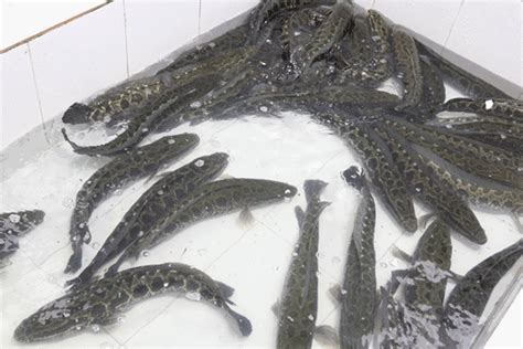 比亚洲鲤还厉害，黑鱼在美国泛滥体长达1米，美国需要“中国胃”|黑鱼|水獭|鳄雀鳝_新浪新闻