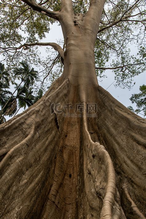 泰国乌泰他尼省 Ban Sanam 最大和最高的巨树的形象，有选择的焦点。高清摄影大图-千库网